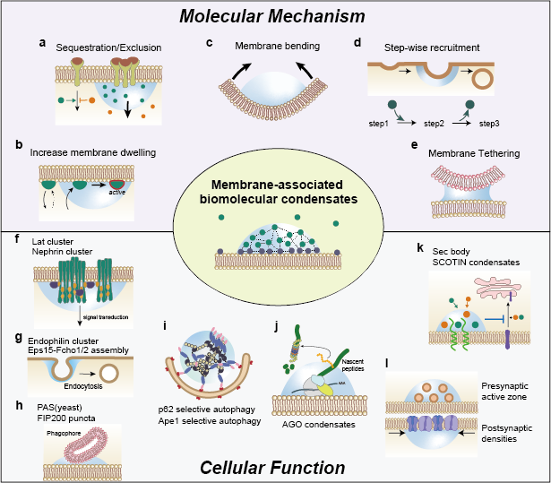 Graphical abstract