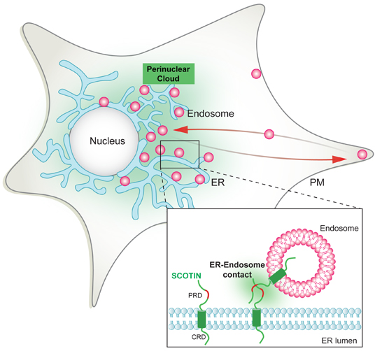 EMBO Reports cover